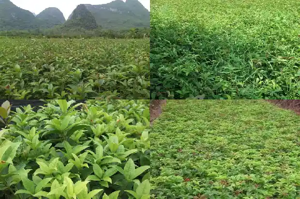 桂花树开花结籽吗有毒吗1682735193916