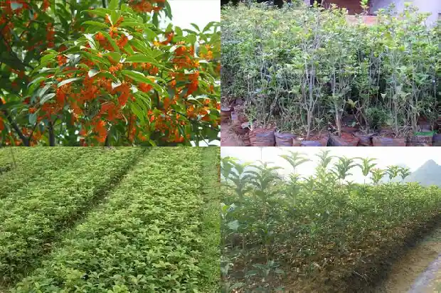 桂花树的籽会发芽吗1682735215664