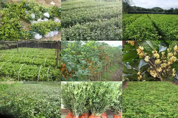 10月份开的桂花是什么品种1690504879945