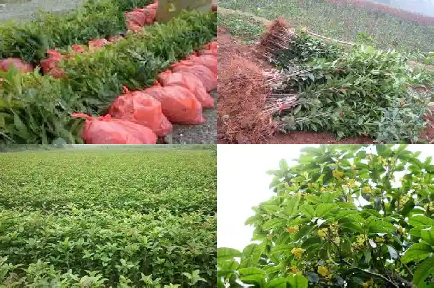有的桂花树为什么会结籽1682735236091