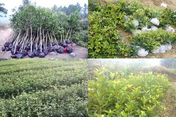 有的桂花树为什么会结籽1682735236187