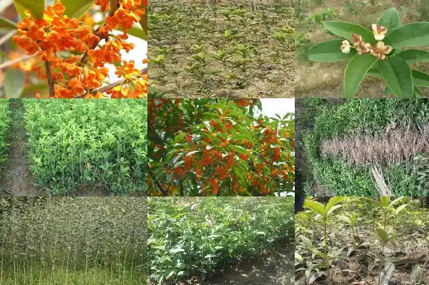 桂花树结籽特点是什么1682735258758