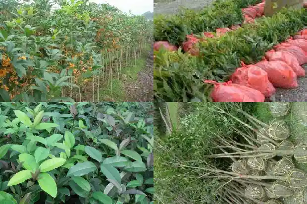 桂花树结籽特点是什么1682735258806