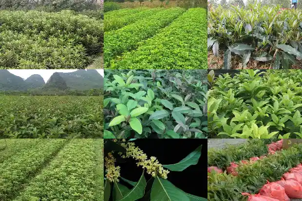 结籽的桂花哪个品种好吃一点1682735281143
