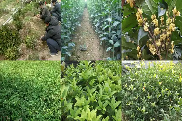 结籽的桂花哪个品种好吃一点1682735281191