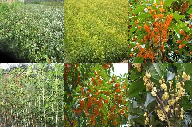 桂花什么品种好吃1682735301194
