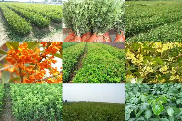 桂花树多久才能开花1682735319259