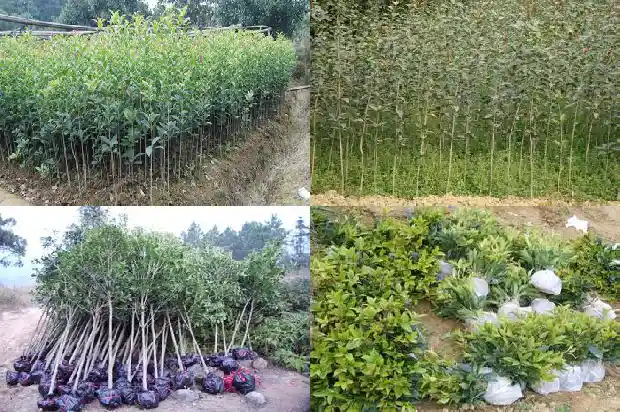 桂花树多久才能开花1682735319354