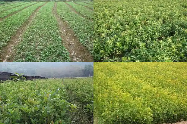 桂花茶的禁忌1688949008612