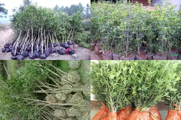 桂花树结的子的功效1682735357253