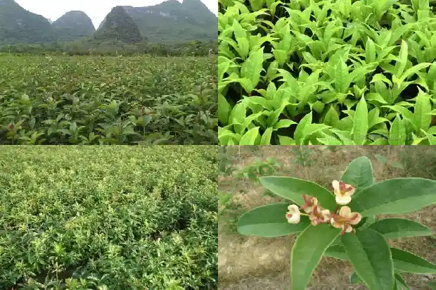桂花树结的子的功效1682735357300