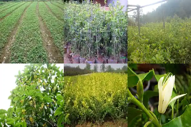 桂花树有籽吗?1682735377129