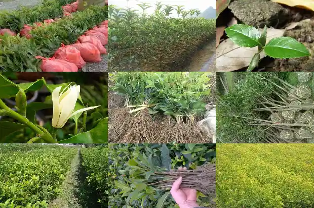 桂花树什么时候拆叶子1690418422760