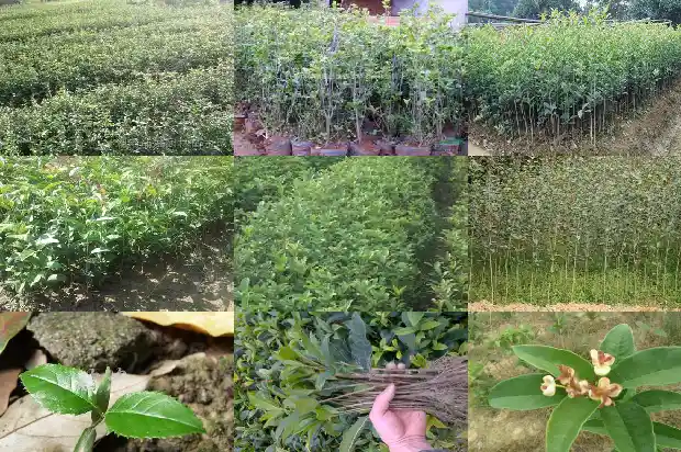 桂花树长籽吗能吃吗1682813327012