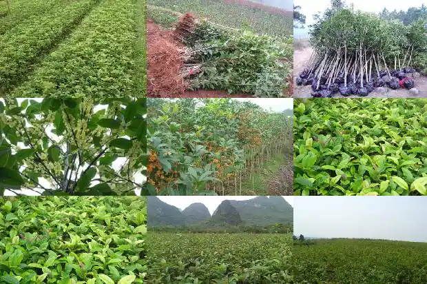 桂花树长籽吗能吃吗1682813327022