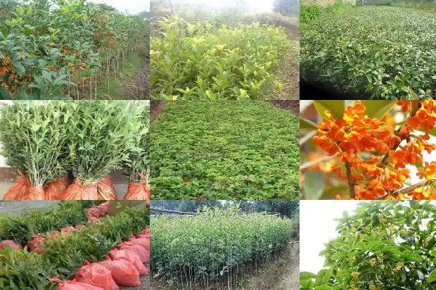 桂花籽能长出桂花树吗1682813858476