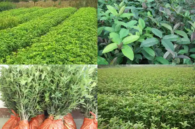 桂花籽能长出桂花树吗1682813858572