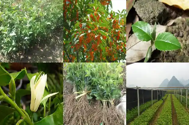 桂花树上结的籽有什么用处1682813973938