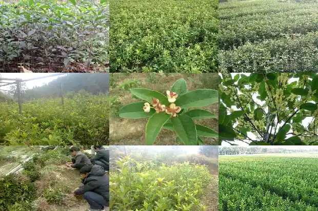 六米高的桂花树值多少钱一颗1689727081758