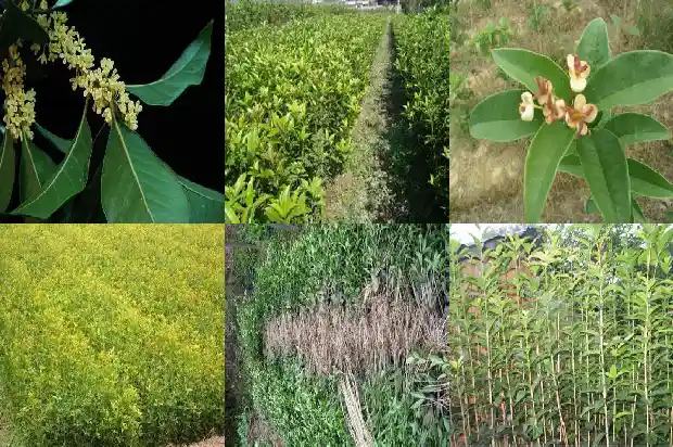桂花树上结的籽有什么作用与功效1682814088625