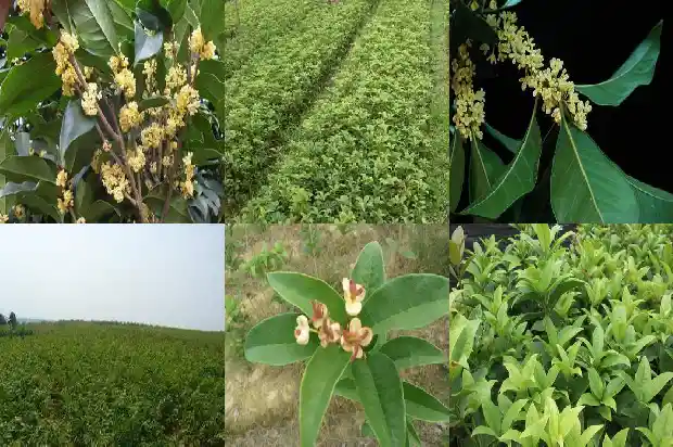 桂花树上结的籽有什么作用与功效1682814088720