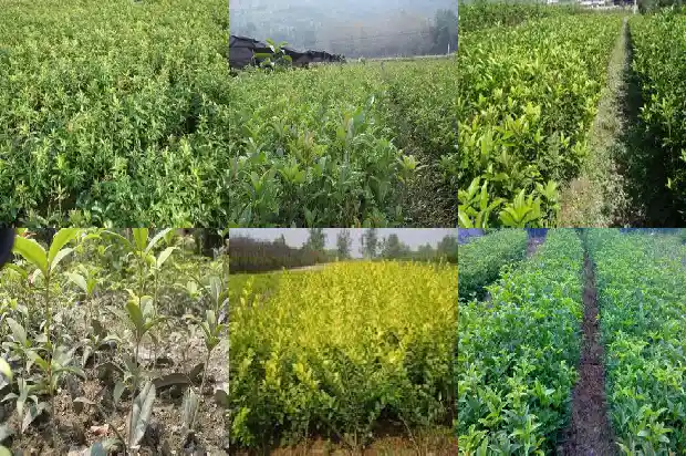 桂花树结的籽是什么颜色1682814203966