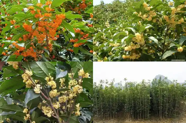 桂花树上面结的籽是什么品种1682814321514