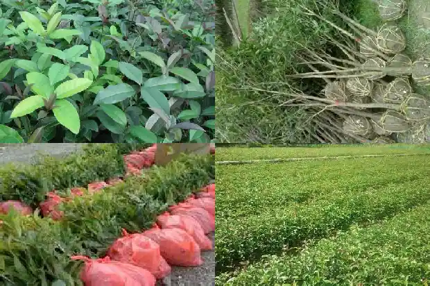 桂花树上面结的籽是什么品种1682814321562