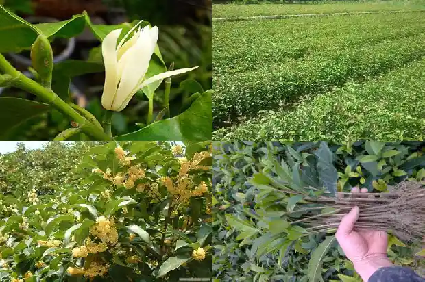 桂花树有结籽的吗1682814421625