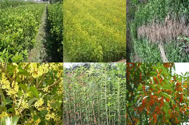 桂花树结籽是公树么还是母树种1682814525652