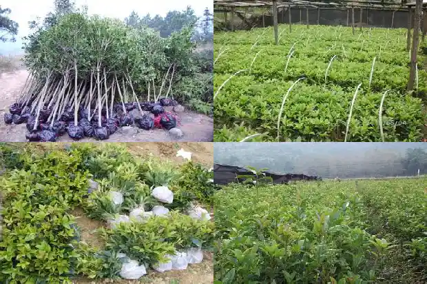 桂花树结籽是公树么还是母树种1682814525700