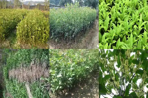 什么桂花树结桂花果实1682814886835