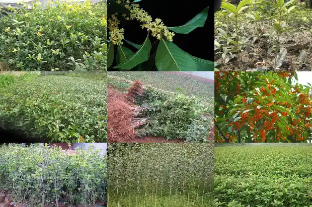 什么桂花树结桂花果实1682814886883