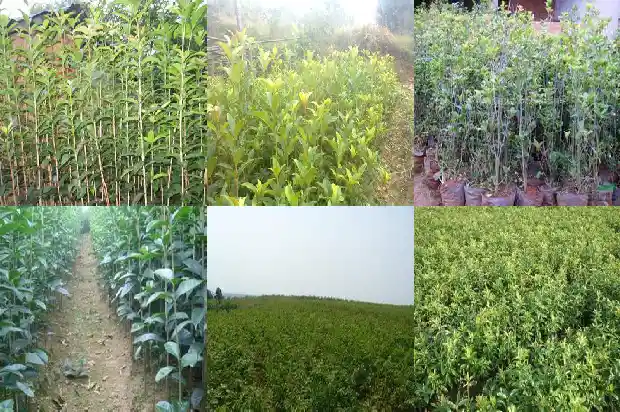 什么桂花树结桂花果实1682814886931