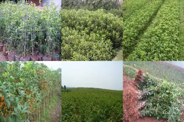 桂花树和什么树相似1682815115445