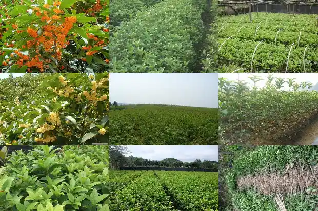 桂花树雌雄异株1682815306138
