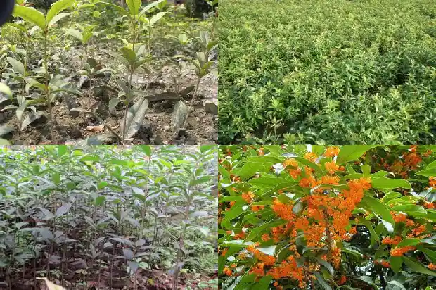 湖北桂花树价格多少1689640567860