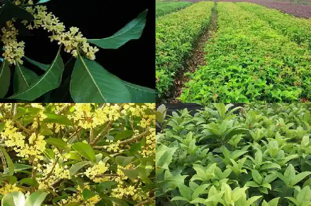 桂花开花一年开几次?1690504253841