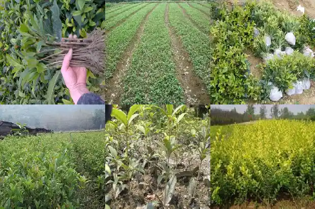 桂花树结果么?1682815396706