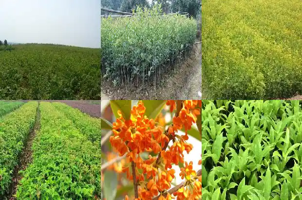 桂花中四季桂花好不好?1682815490772