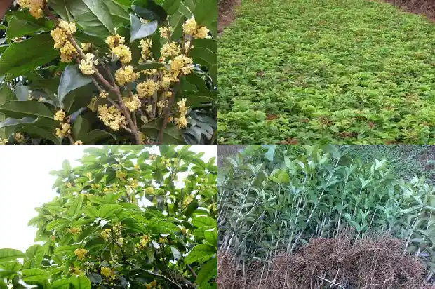 乌龙茶 桂花1689467608448