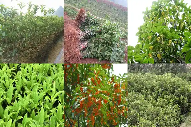 桂花中四季桂花好不好?1682815490868