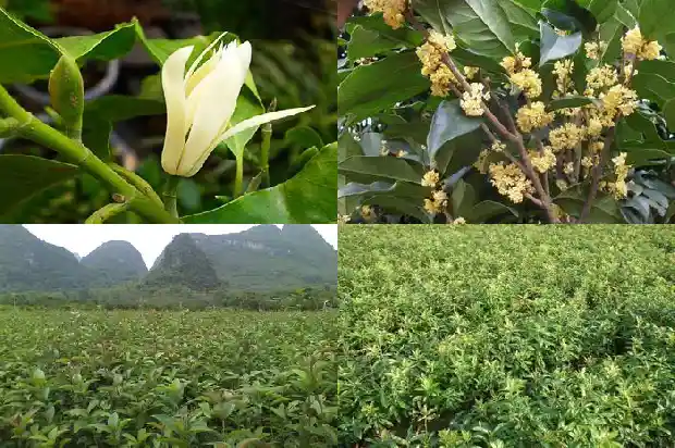 桂花树种子价格多少钱一颗1682815551444