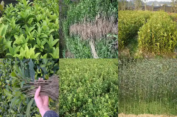 桂花树种子价格多少钱一颗1682815551491