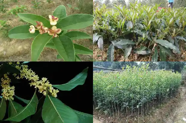 金桂花树多少钱一棵5公分的1690158439579