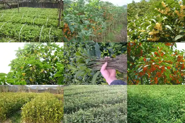 桂花树多杆的能开花吗1690159053150