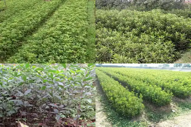 独杆桂花的标准1682815899881
