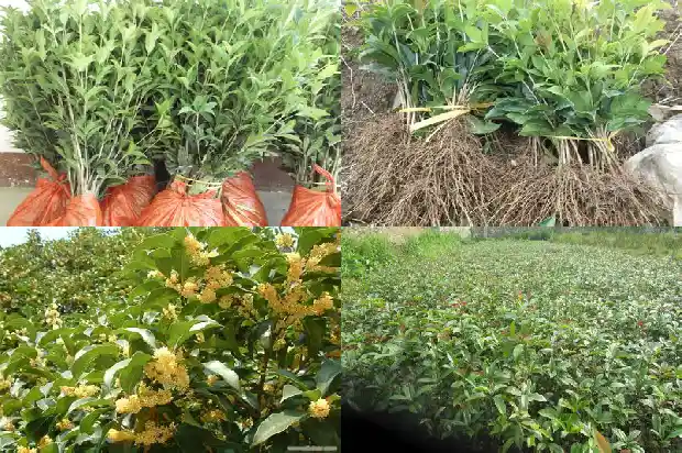 桂花独杆与丛生哪个美观好1682815968825