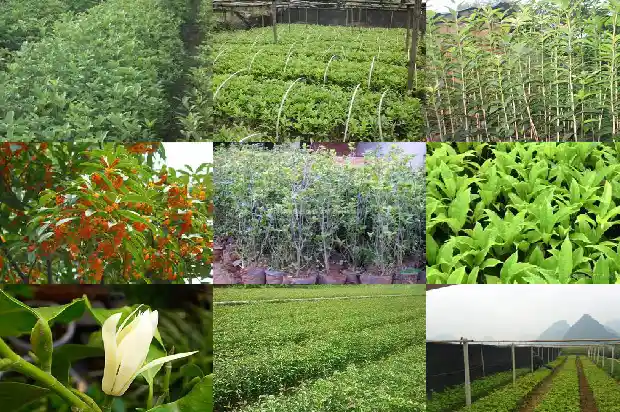 桂花独杆与丛生哪个美观好1682815968872
