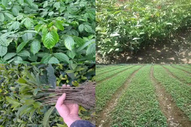 什么是丛生桂花1682816117345